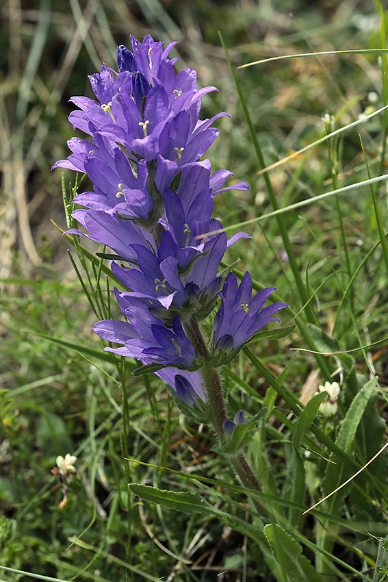 Campanula spicata / Campanula spigata